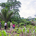 Enjoy a walk through the fields around Liati Wote, Volta Region, Ghana.