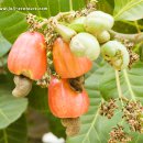 Cashew tree