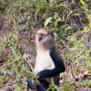 Mona monkey in Boabeng Fiema Monkey Sanctuary