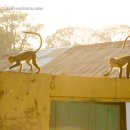 Mona monkey in Boabeng Fiema Monkey Sanctuary