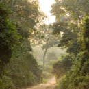 Road in Boabeng Fiema Monkey Sanctuary