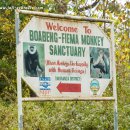 Boabeng Fiema Monkey Sanctuary