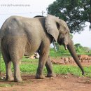 Elephant in Mole National Park