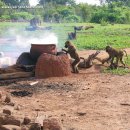 Baboons in Mole National Park