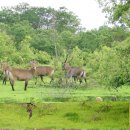 Spotting wildlife in Mole NP