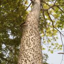 Spikey tree near Volta Lake