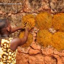 Drying palm pulp, used for wood burning