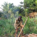 Palm wine production in Davedi