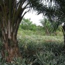 Pineapple plantations in Davedi